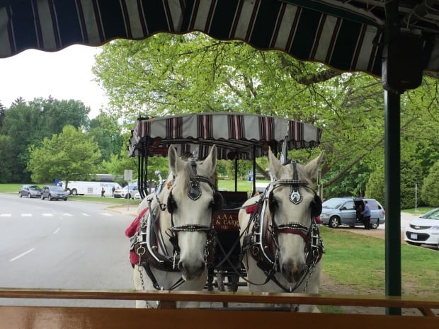 Fun things to do in Vancouver - Stanley Park Horse Drawn Carriage Tour